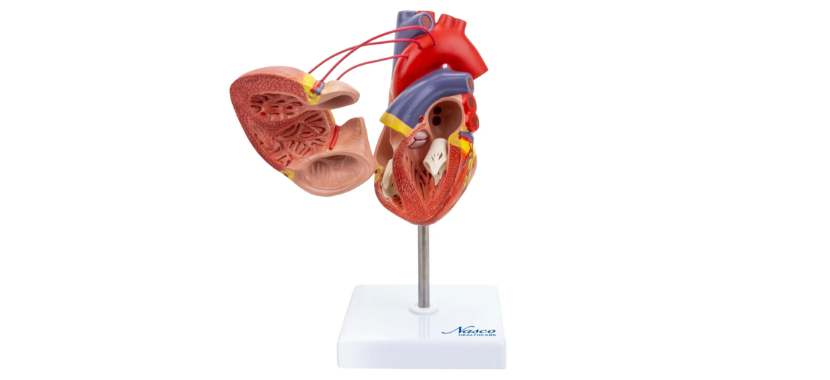 Classic Heart Model with Coronary Bypass slide.png Κανένα σετ εικόνων
